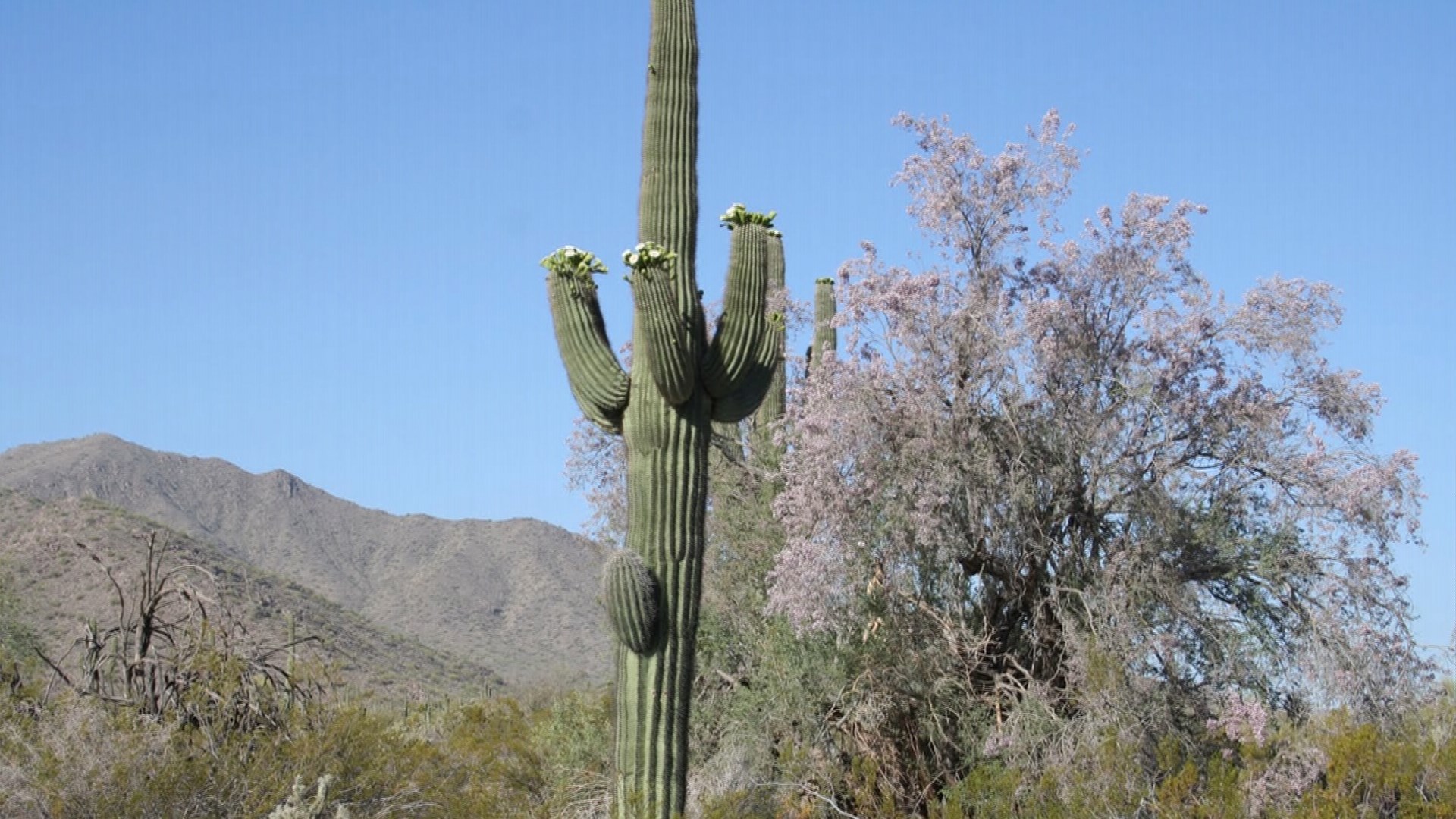 How Big Can A Saguaro Cactus Grow How to grow saguaro cactus. raiebzta